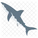 Shark Fish Animal Icon