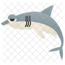 Shark Icon