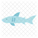 Shark  Icon