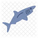 Shark  Symbol