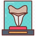 Shark Teeth Teeth Sea Museum Icon