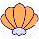 Shell Seashell Pearl Icon