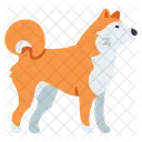Ishiba Dog Shiba Dog Dog Animal Icône