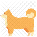 Shiba Dog  Icon