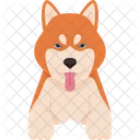 Shiba Inu Perro Animal Icono