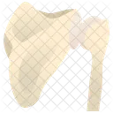 Shoulder  Icon