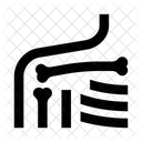 Anatomy Shoulder Ribs Icon