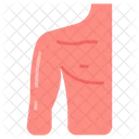 Shoulder Collar Bone Body Part Icon