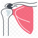 Shoulder  Icon