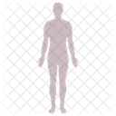 Figura Fisico Anatomico Icono