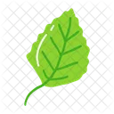 Leaf Ash Leaf Beech Leaf Icon