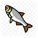 Silver Carp Fish  Icon
