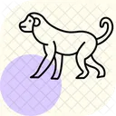 Singe Icône