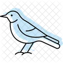 Sinsonte Pajaro Canto Icono