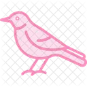 Sinsonte Pajaro Canto Icono