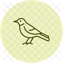Sinsonte Pajaro Canto Icono
