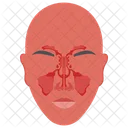 Sinus Venous Sinus Face Icon