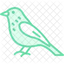 Siskin Bird Finch Icon