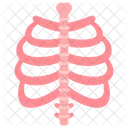 Sistema Esqueletico Ossos Esqueleto Ícone