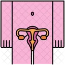 Sistema Reprodutivo Utero Ovario Ícone
