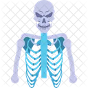 Human Skeleton Anatomy Icon