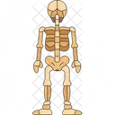 Skeleton Back Human Icon