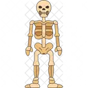 Skeleton Human Anatomy Icon