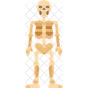 Skeleton Human Anatomy Icon