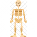 Skeleton Male Anatomy Icon