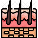 Skin Hair Organ Symbol