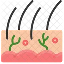 Skin Organs Anatomy Icon