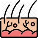 Skin Organs Anatomy Icon