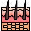 Skin Hair Organ Icône