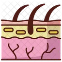 Skin layer  Icon
