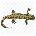 스킹크 파충류 도마뱀붙이 아이콘