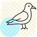 Skua Bird Sea Icon