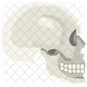 Skull Organ Body Part Icon