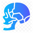 Skull Anatomy Poisonous Icon