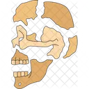 Skull Cranium Bones Icon