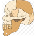 Skull Cranium Head Icon