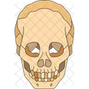 Skull Human Cranium Icon