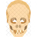Skull Human Cranium Icon