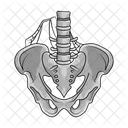 Skull Pelvis Bone Icon