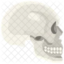 Skull Organ Body Part Icône