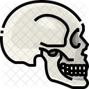 Skull Organ Body Part Icône
