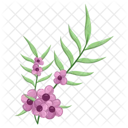 Small flowers long leaf weeds  Icon