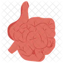 Small Intestine Bowel Gastrointestinal Tract Icon