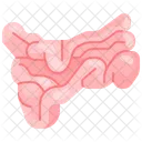 Small Intostine Organ Body Part Icône