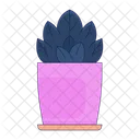 Evergreen Plant Indoor Plant Evergreen Shrub Icon