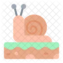 Snail  Icon